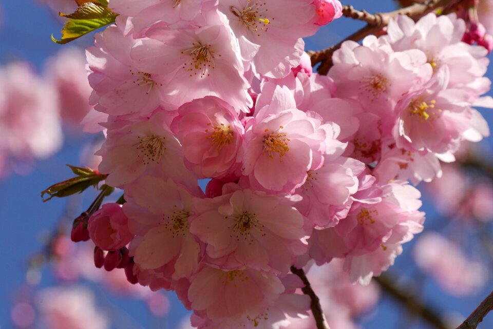 Blossom bloom spring