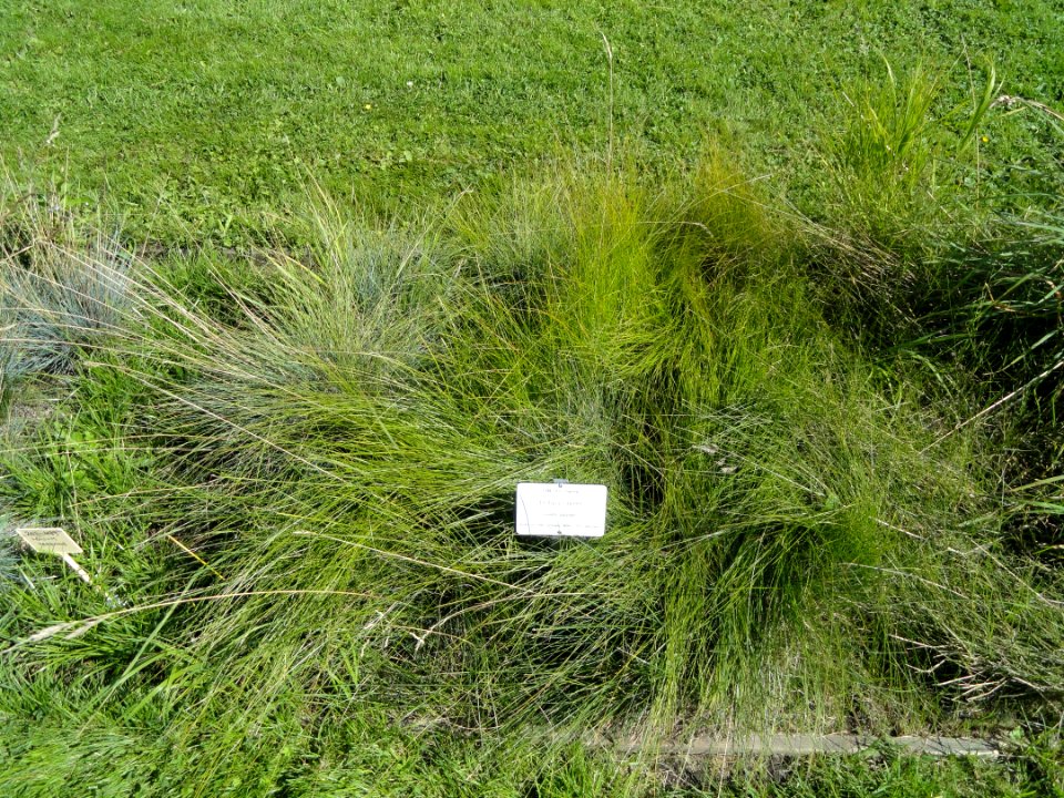 Festuca cinerea - Botanical Garden in Kaisaniemi, Helsinki - DSC03537