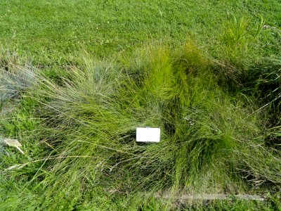 Festuca cinerea - Botanical Garden in Kaisaniemi, Helsinki - DSC03537