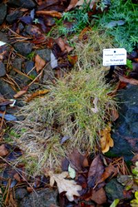Festuca clementei - Botanischer Garten, Dresden, Germany - DSC08673