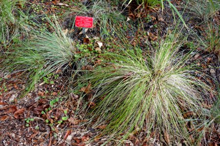 Festuca californica - Regional Parks Botanic Garden, Berkeley, CA - DSC04409