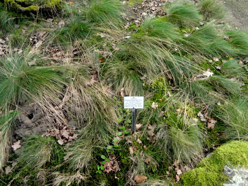 Festuca filiformis - Botanical Garden, University of Frankfurt - DSC02594