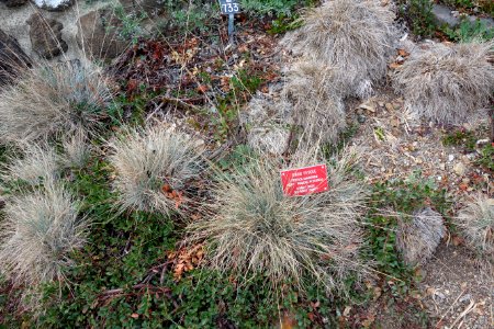 Festuca idahoensis - Regional Parks Botanic Garden, Berkeley, CA - DSC04456