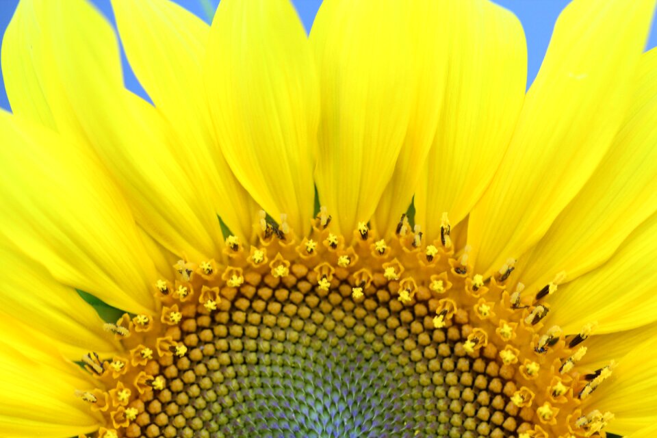Sun nature petals