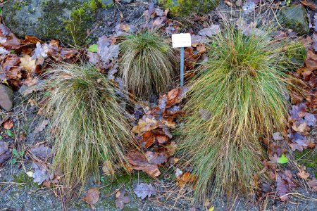 Festuca rupicola - Botanischer Garten, Dresden, Germany - DSC08708