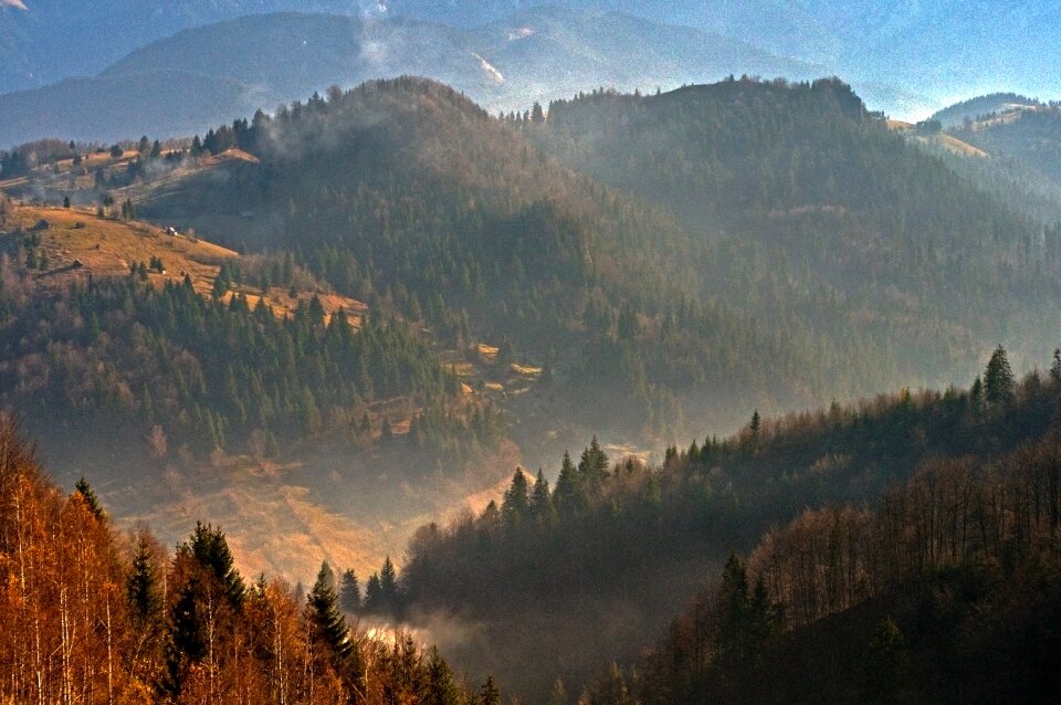 Forest landscape romania