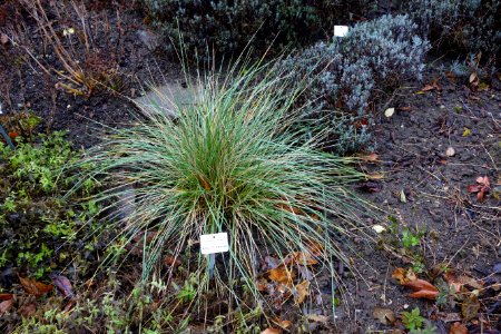 Festuca mairei - Botanischer Garten, Dresden, Germany - DSC08640
