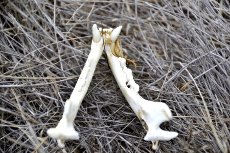 Feral Cat Lower Jaw (Catalina Island) (1)