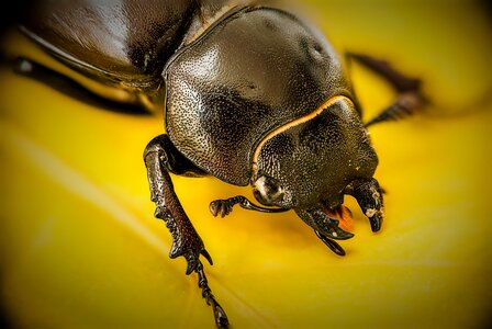 Insect nocturne lucanus cervus