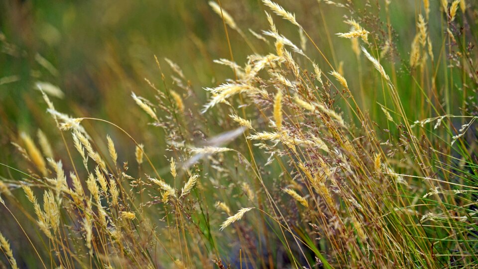 Nature blade of grass landscape