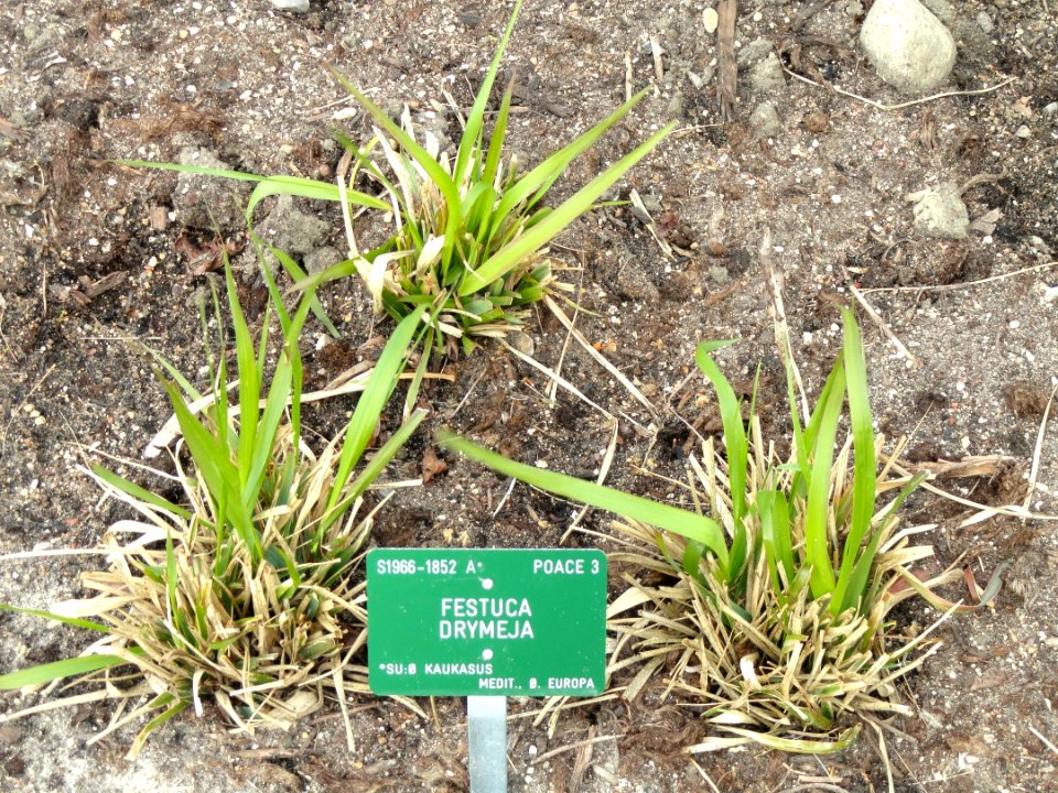 Festuca drymeja - Copenhagen Botanical Garden - DSC07684