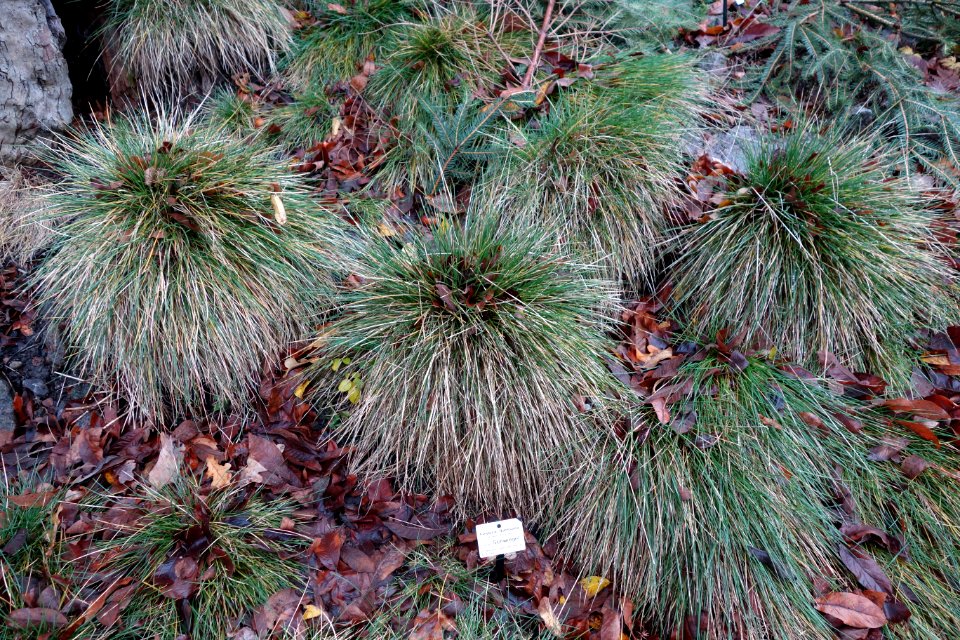 Festuca durissima - Botanischer Garten, Dresden, Germany - DSC08674