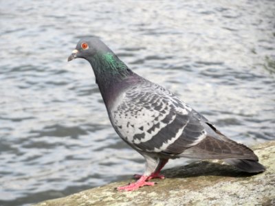 Feral Pigeon, Heidelberg 20160408 1 photo