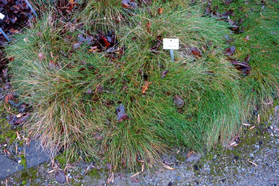 Festuca armoricana - Botanischer Garten, Dresden, Germany - DSC08662