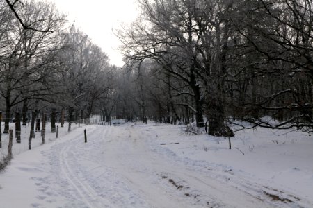 Ferbitzer Bruch Döberitzer Heide round trail with snow 2021-02-14 07