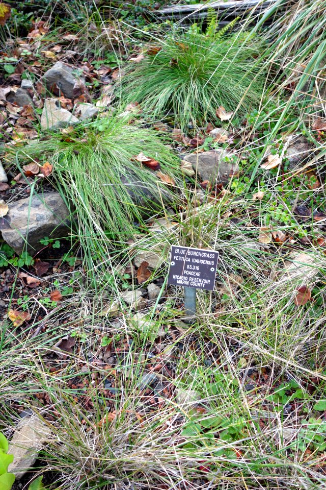 Festuca idahoensis - Regional Parks Botanic Garden, Berkeley, CA - DSC04514