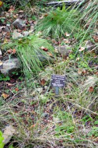 Festuca idahoensis - Regional Parks Botanic Garden, Berkeley, CA - DSC04514 photo