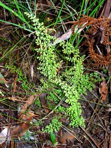 Fern - Springwood photo