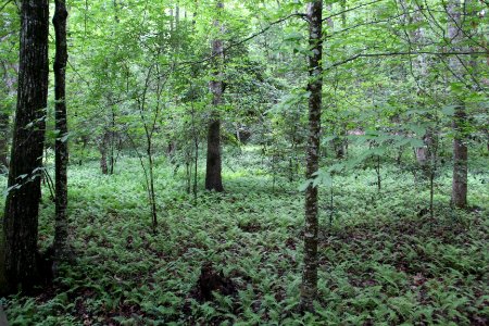 Fern dell, Gibbs Gardens, May 2017