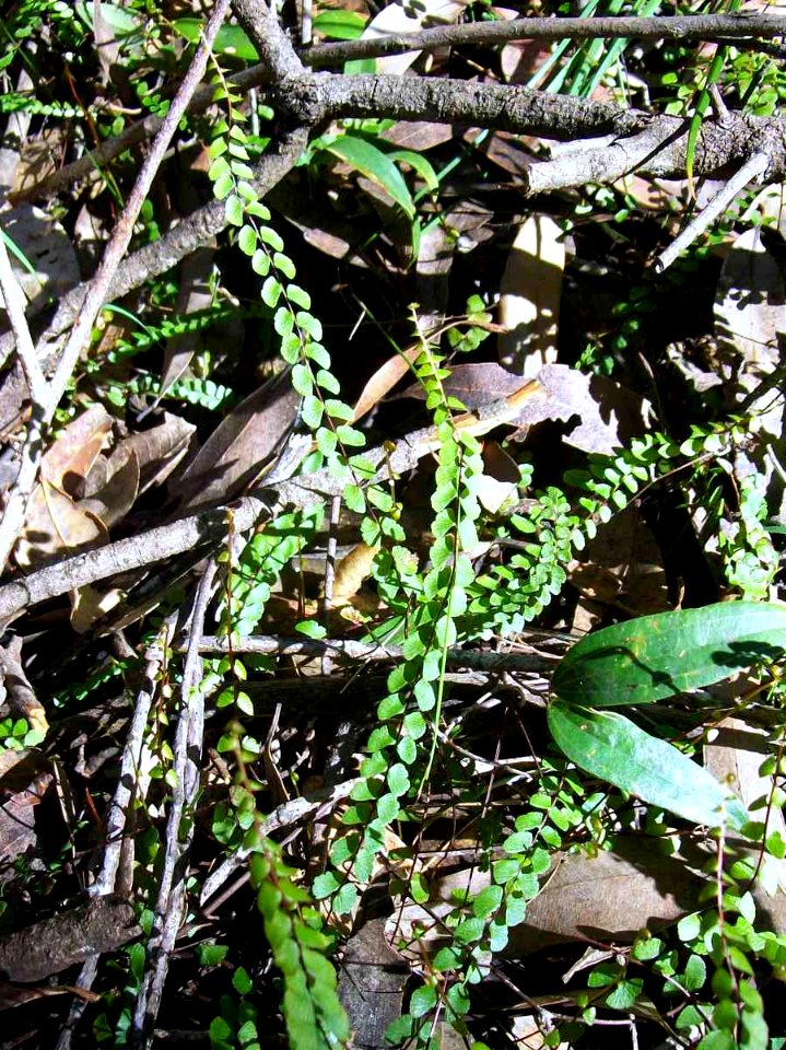 Fern Chatswood ground
