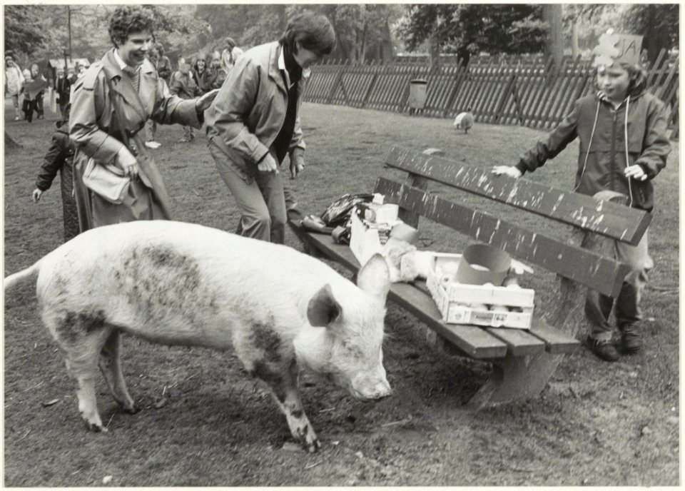 Festiviteiten in de Hout i.v.m. 400 jaar Haarlemmerhout. Wiesje, het varken van de kinderboerderij, attaqueerde de kist met appels voor de kinderen van de Dreefschool. NL-HlmNHA 54016531