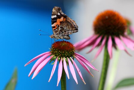 Blue background nature summer photo