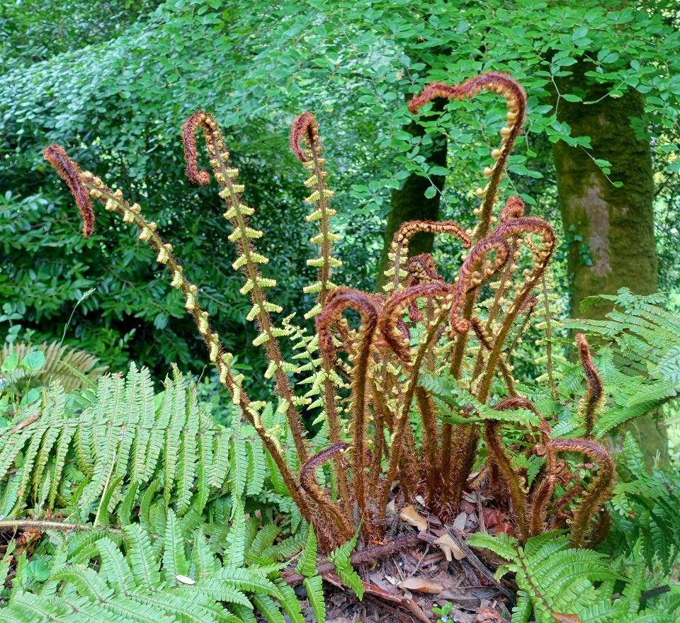 Fern - Glendurgan Garden - Cornwall, England - DSC02002