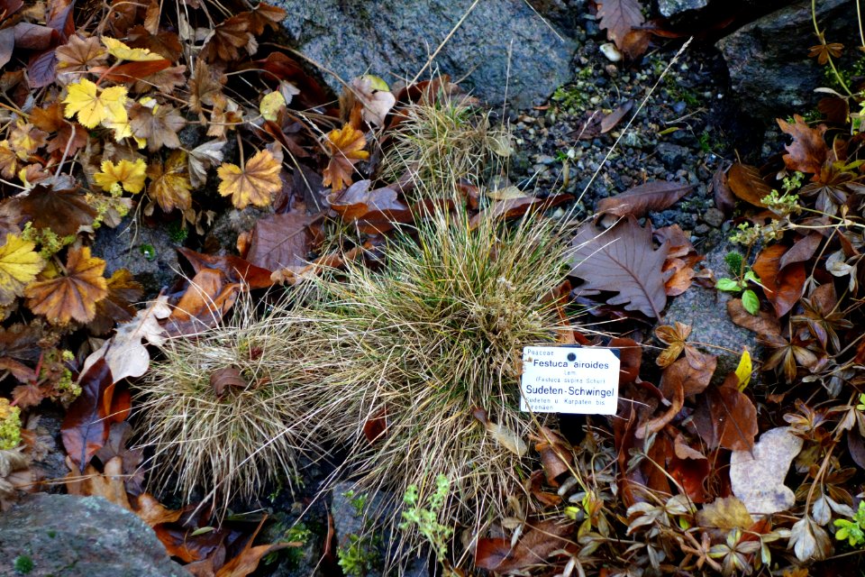 Festuca airoides - Botanischer Garten, Dresden, Germany - DSC08679
