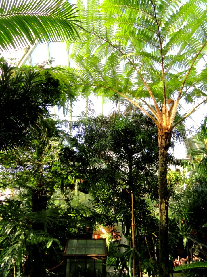 Fern House - Lyman Plant House, Smith College - DSC04246