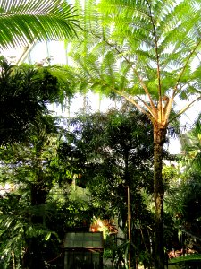 Fern House - Lyman Plant House, Smith College - DSC04246