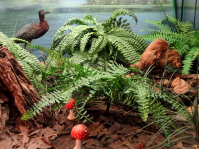 Fern diorama - Springfield Science Museum - Springfield, MA - DSC03493