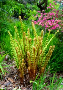 Fern - Trebah Garden - Cornwall, England - DSC01488
