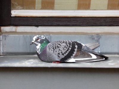 Feral-Pigeon photo