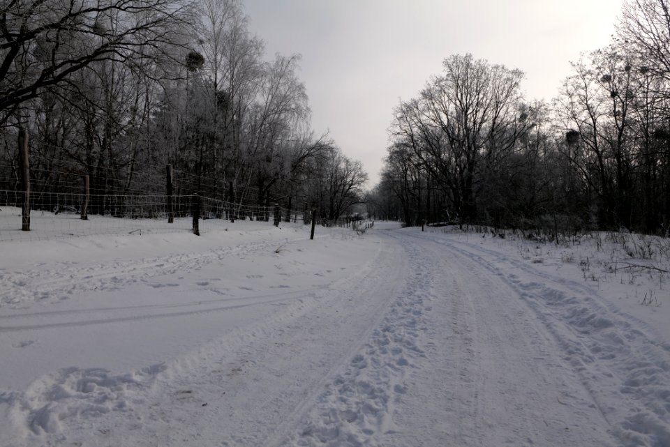 Ferbitzer Bruch Döberitzer Heide round trail with snow 2021-02-14 11