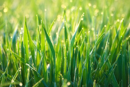 Meadow dew drip photo