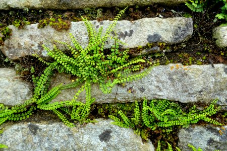Fern - Haddon Hall - Bakewell, Derbyshire, England - DSC02888