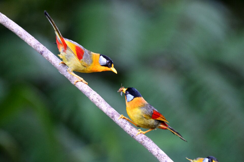 Silver-eared mesia birds nature