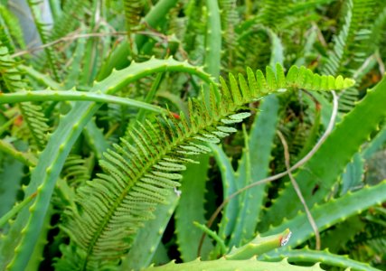 Fern - Enoshima, Japan - DSC07832