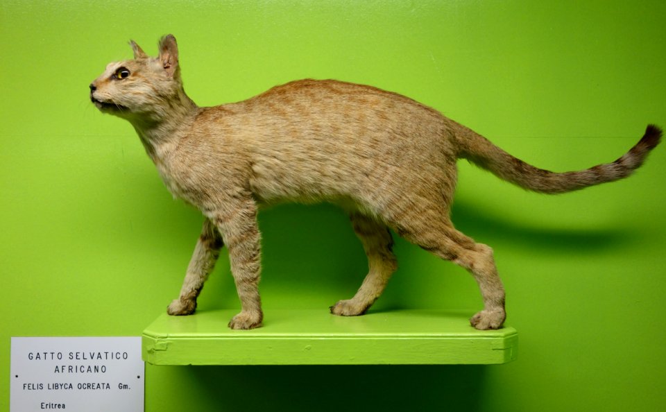 Felis libyca ocreata - Museo Civico di Storia Naturale Giacomo Doria - Genoa, Italy - DSC02675