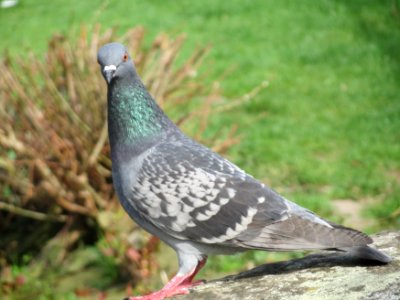 Feral Pigeon, Heidelberg 20160408 2 photo