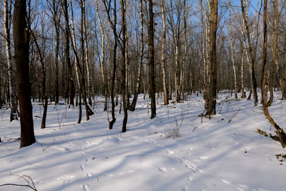 Ferbitzer Bruch with snow 2021-02-14 12