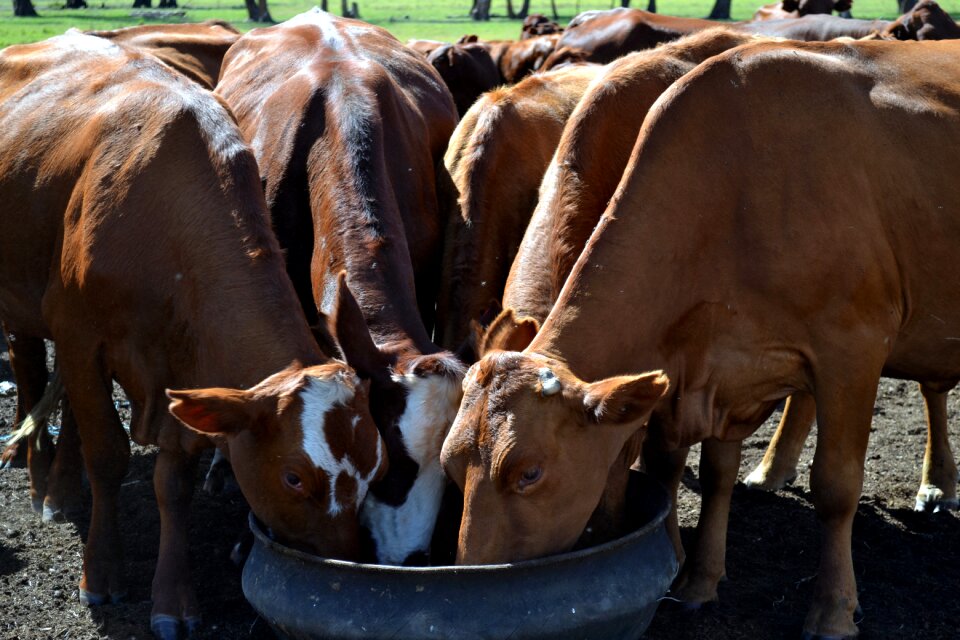 Cattle countryside farm