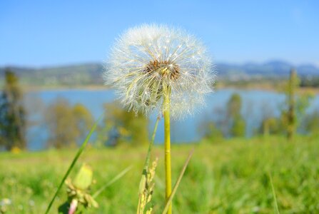 Faded pollen flower photo