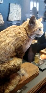 Felis silvestris - Naturhistorisches Museum, Wien, 22 April 2017