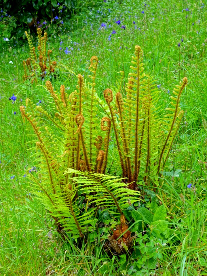 Fern - Glendurgan Garden - Cornwall, England - DSC01908