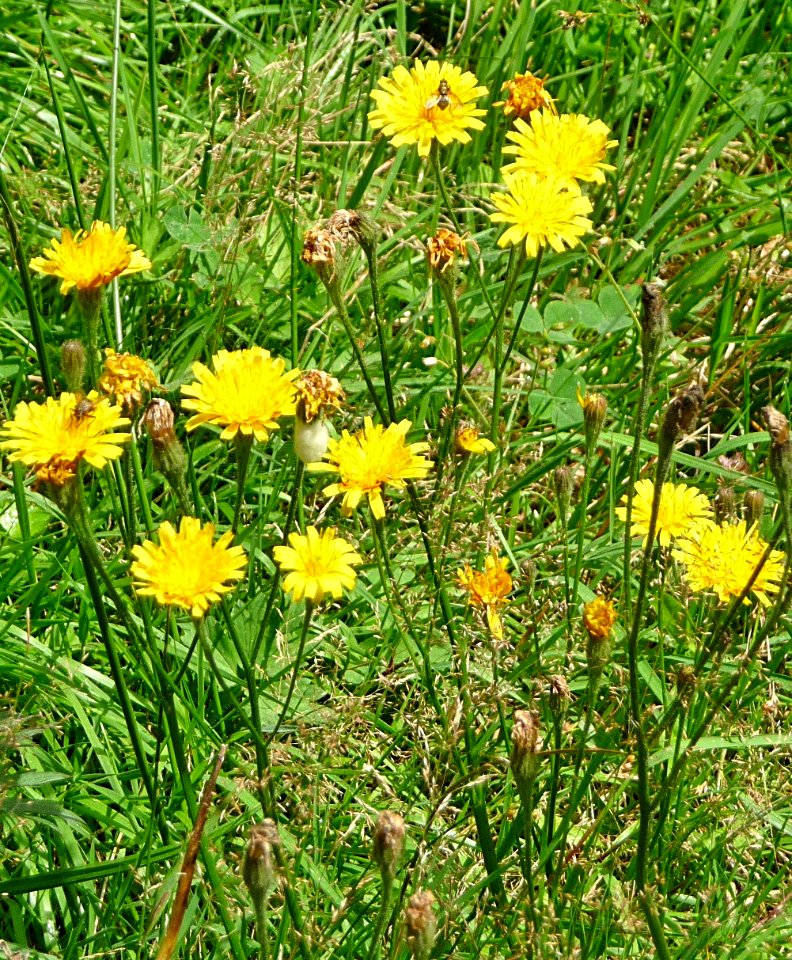 Ferkelkraut Rabenstein