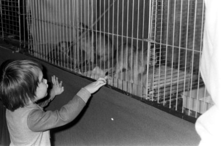 Felikat kattententoonstelling Amsterdam, Bestanddeelnr 925-2298