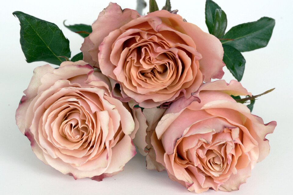 Flower romantic love