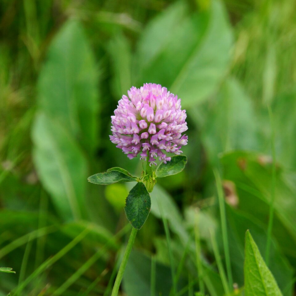 Forage plant red flower nature