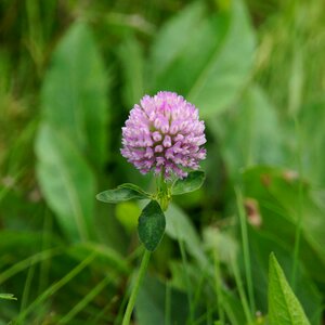 Forage plant red flower nature